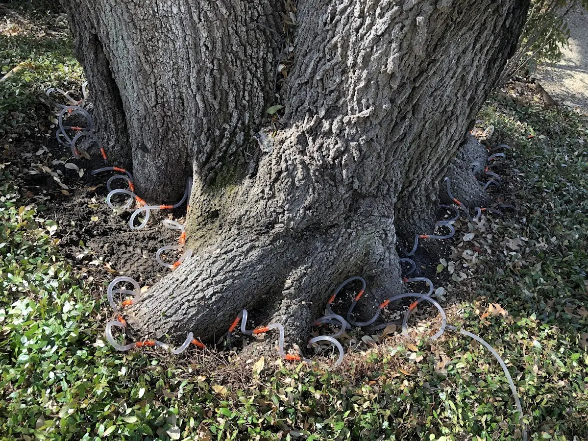 Detailed Shrub and Hedge Trimming job site in Dustin