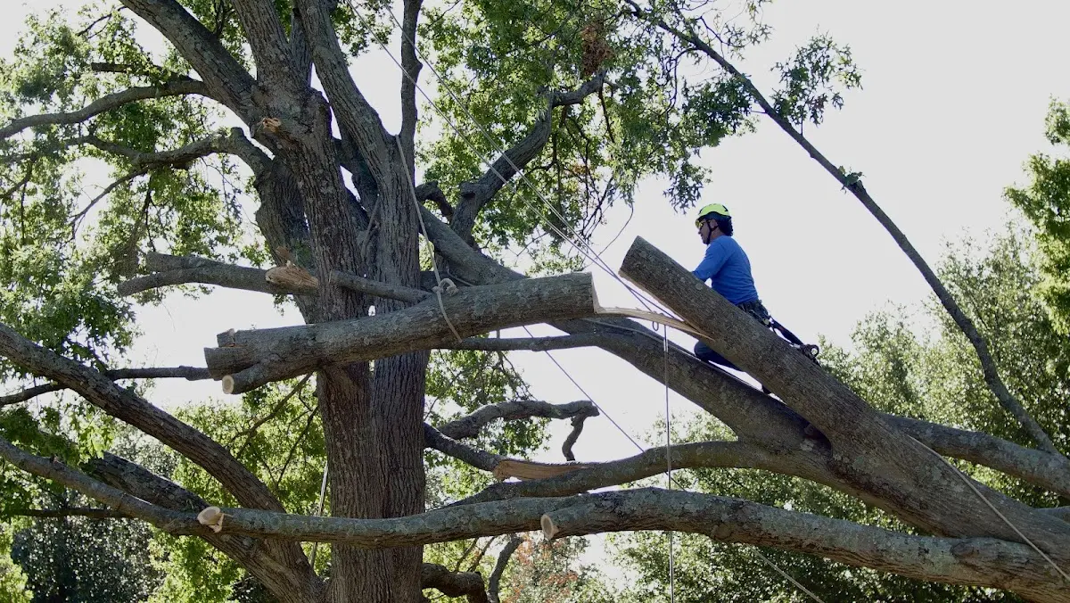Professional Hazardous Tree Removal performed by certified arborists in Dustin